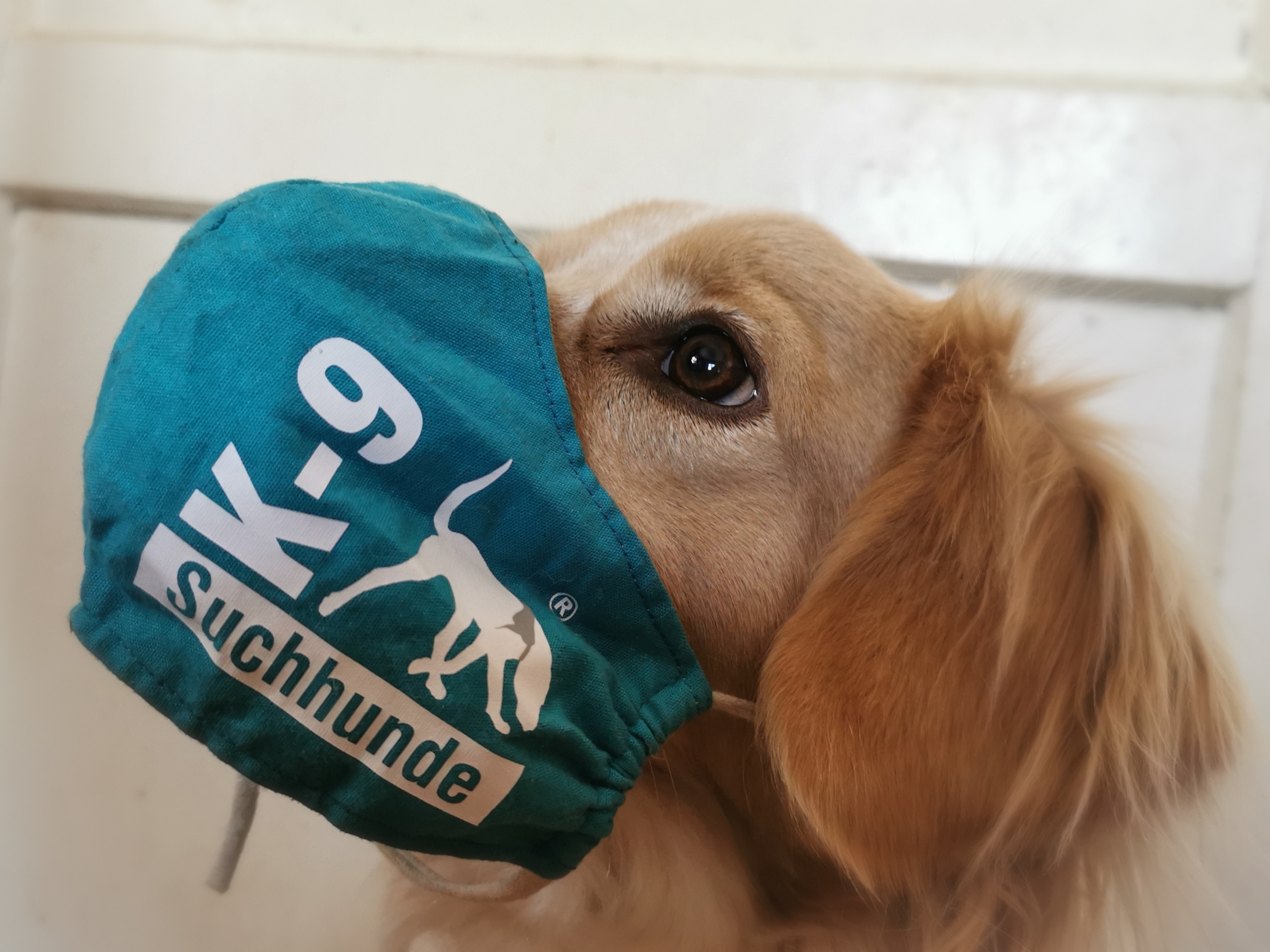 Hund mit MNS